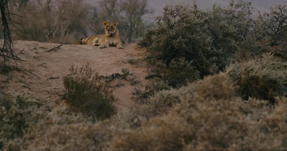 A desert-adapted lion laying down in a sandy area near bushes staring straight ahead