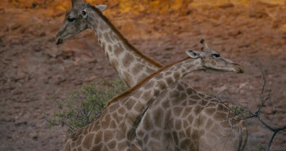 A pair of giraffes stand next to each other in the shade on a sunny day