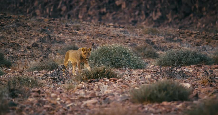 A desert-adapted lion is hunting in the rock filled field
