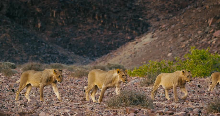 A group of desert-adapted lions walk through a rock filled field