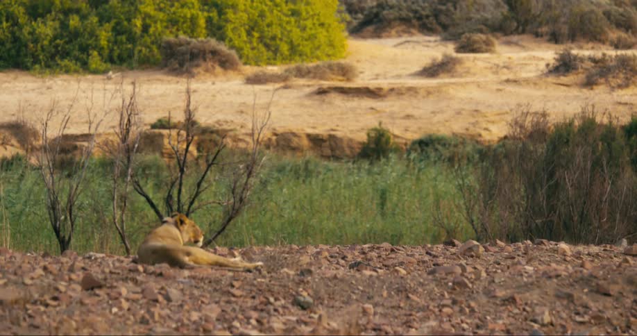 A lone desert-adapted lion reclines atop some rocky soil while looking off into the distance