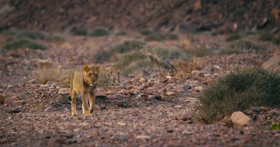 A lone desert-adapted lion slowly walks across a landscape that is covered in rocks