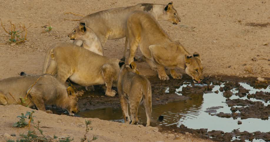 A group of desert-adapted lions is drinking water from a small ocean