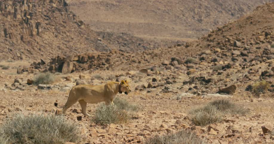 A desert-adapted lion walking through rocky gravel terrain with rocky hills behind it