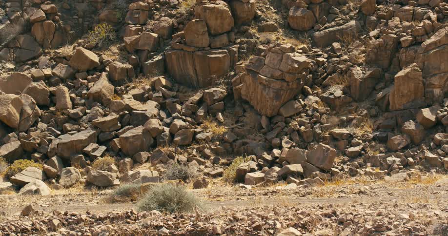 A desert-adapted lion slowly walks through a grassland below a slope covered in rocks and boulders