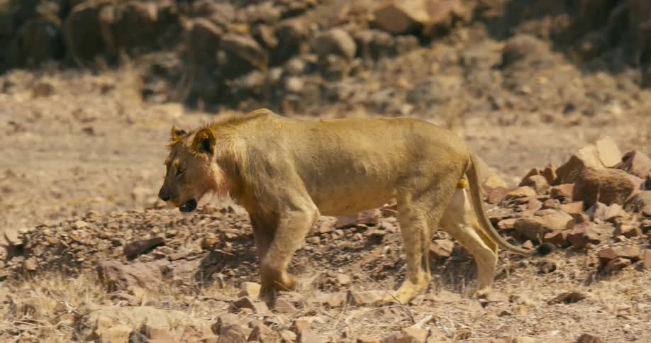 A desert-adapted lion strides across a rocky plain