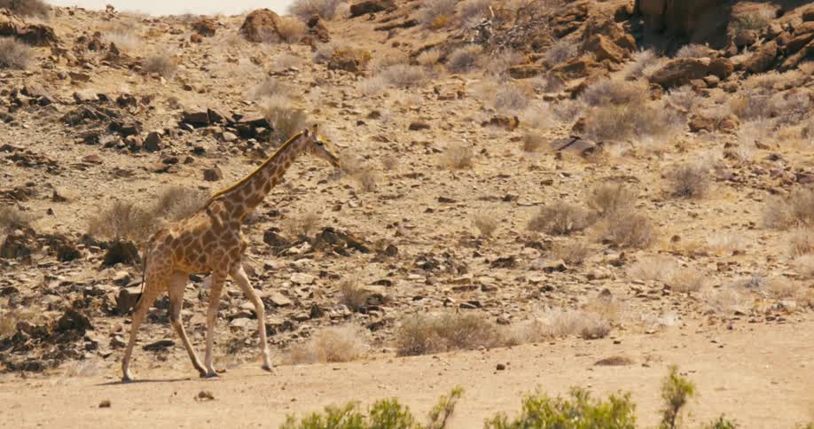 A giraffe strolls through a dry and rocky path next to a hill