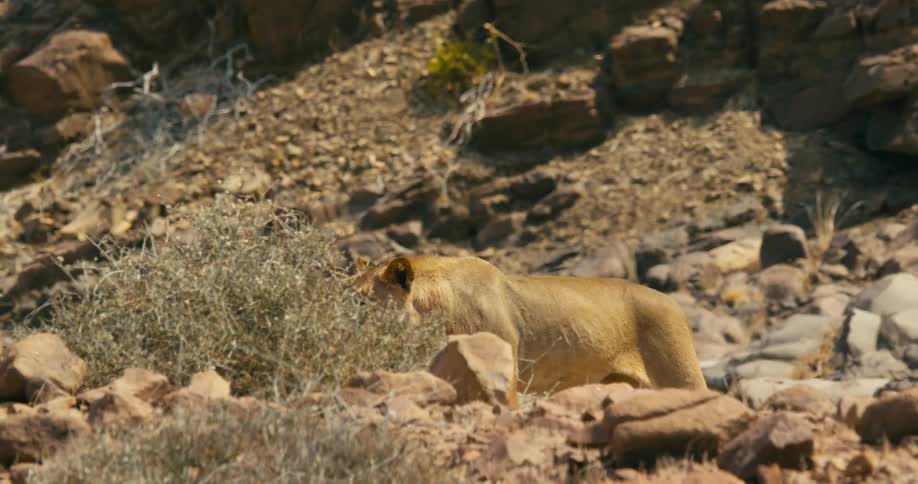 Desert-adapted lion walks up rocky hill