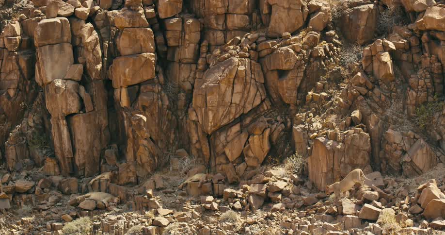The view is of desert-adapted lion walking through the wild life area