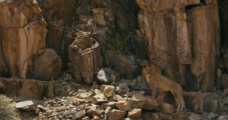 A female desert-adapted lion shelters in the shade next to a cliff face and looks around