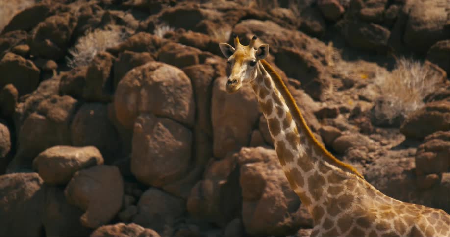 The sun shines upon a giraffe standing near boulders on the side of a mountain