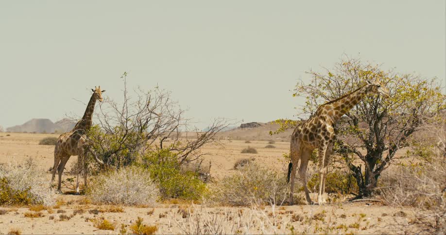 A pair of giraffes graze on trees in a grassland during the day