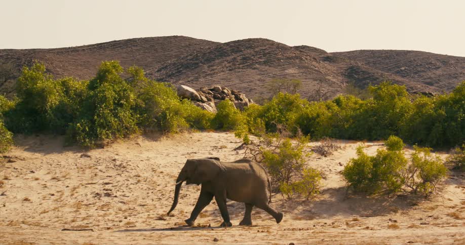A large desert-adapted elephant marches across an arid landscape