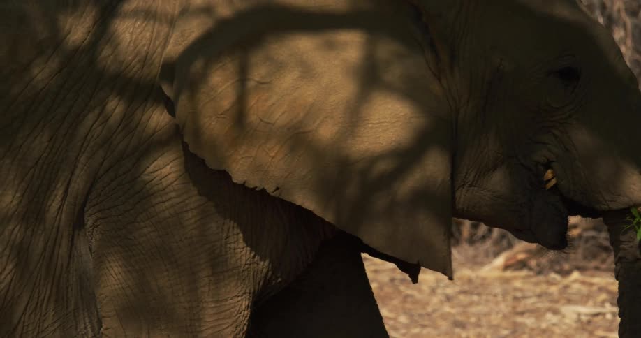 A desert-adapted elephant is standing near sticks with its trunk on the ground lifting food to its mouth and eating as it walks away