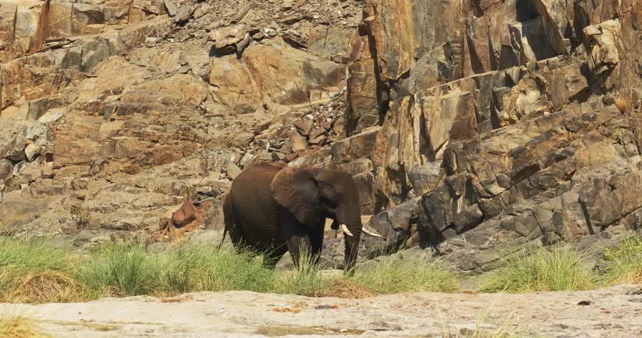 The view is of a desert-adapted elephant wandering outdoors in the wilderness
