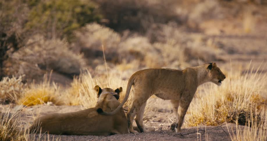 A desert-adapted lion walks away from another resting lion