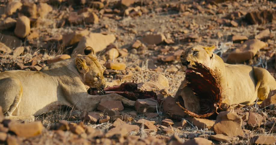 Desert-adapted lions feasting on a prey out in the wild