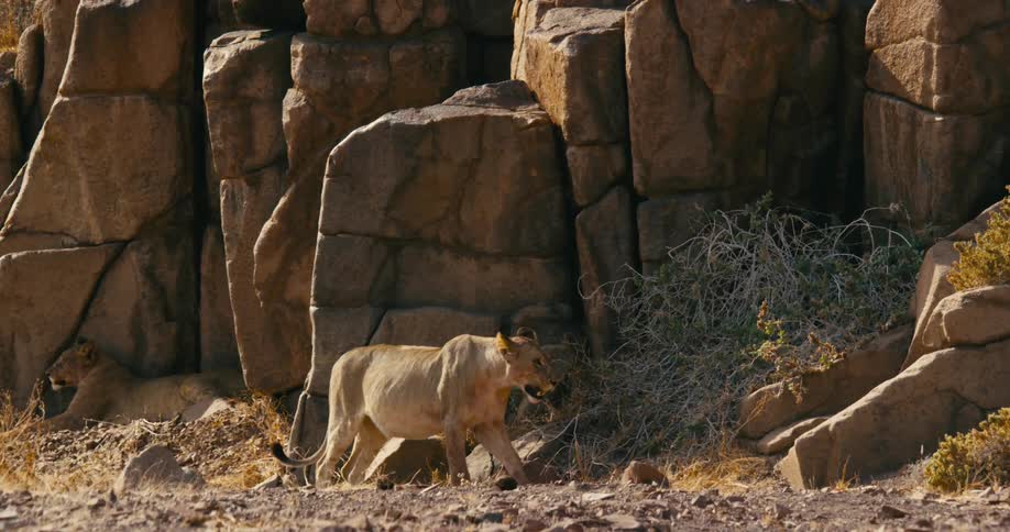 A desert-adapted lion walking then sitting and looking around near other lions laying down against a rock face