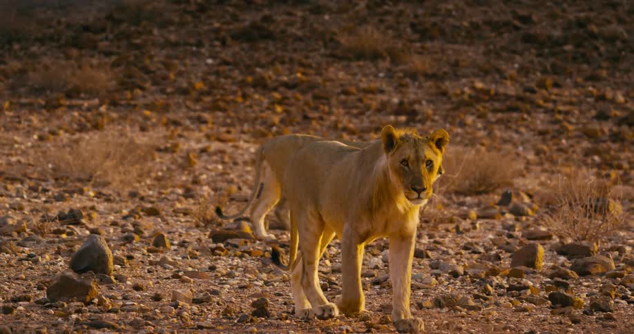 Desert-adapted lions walk through a rock filled field