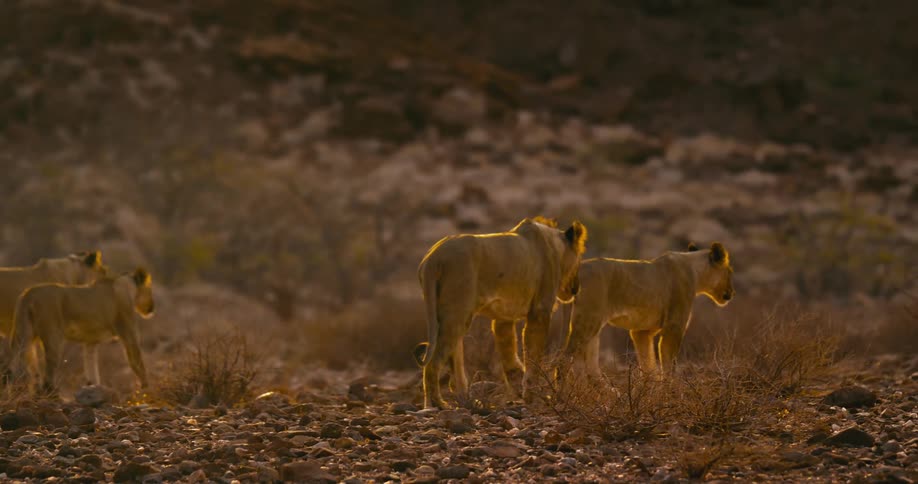 A small pride of desert-adapted lions walking slowly through desert lands