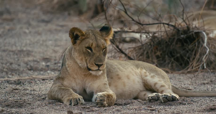 The sun shines on a desert-adapted lion lying on the ground relaxing and looking around near dry plants and branches