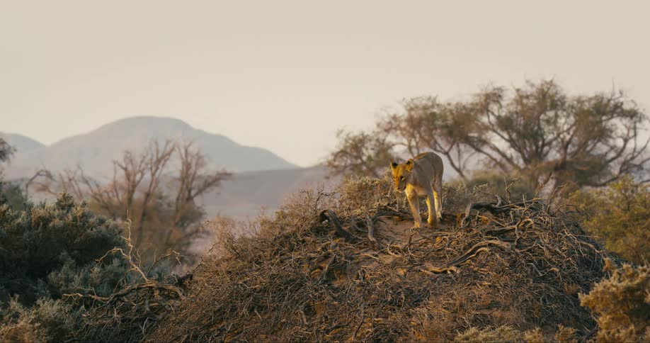 A desert-adapted lion gets up and walks down a hill