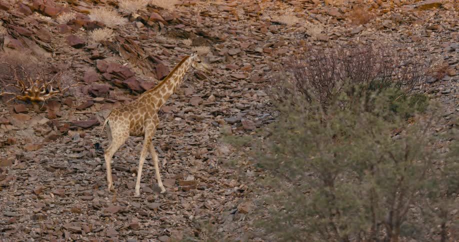 A tall giraffe walks slowly across a rock covered landscape