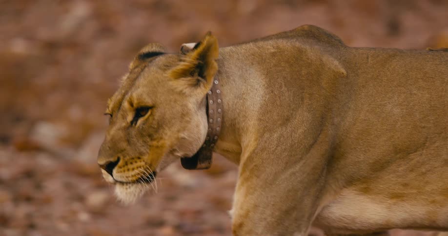 Closeup view of a desert-adapted lion with a GPS collar tie around its neck walking towards the right
