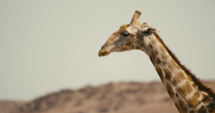 Nearby tree casts shadows on neck of giraffe with hill in the background