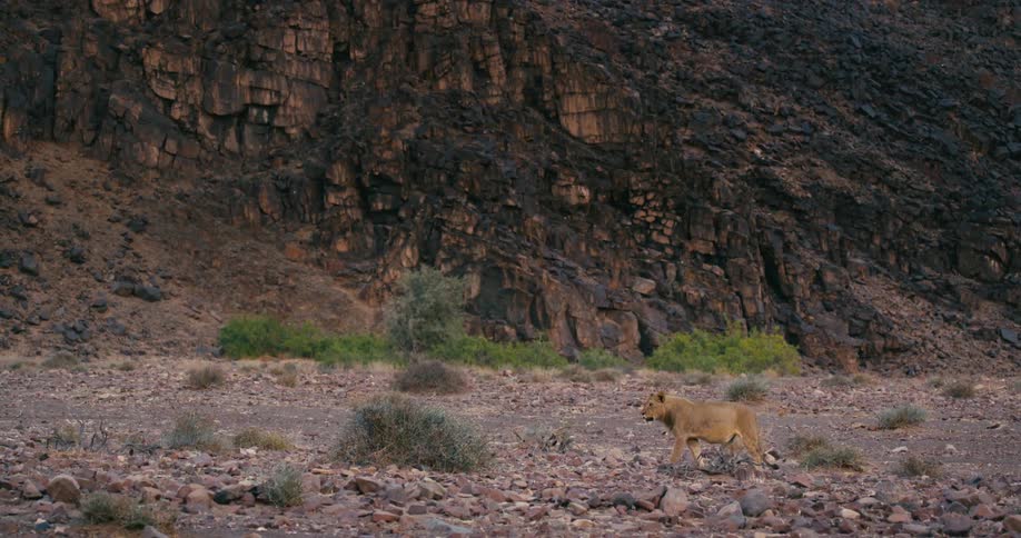 The view is of a desert-adapted lion wandering around the wilderness area