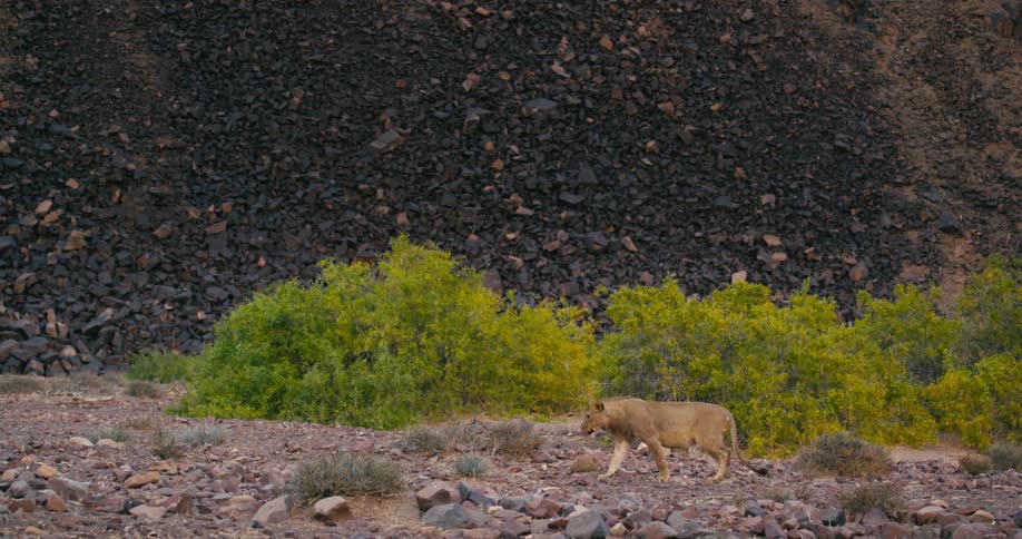 A desert-adapted lion walking slowly across rocky terrain near large bushy plants