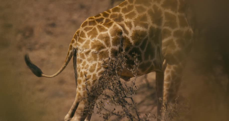 The view is of a giraffe around the wilderness area in the day time