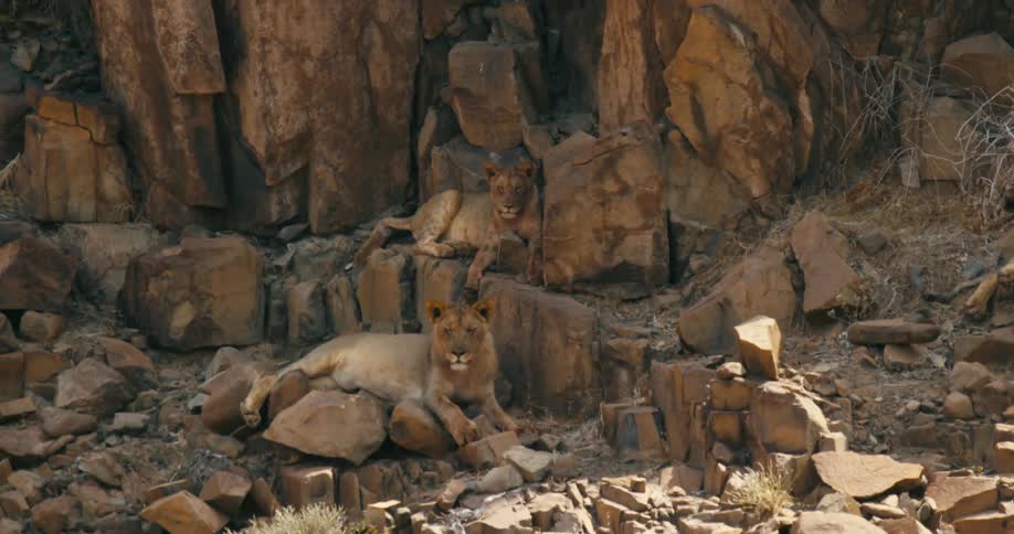In a rugged and stony environment a solitary desert-adapted lion sits calmly its gaze fixed on the surroundings exuding a sense of solitude and quiet observation amidst the rocky terrain