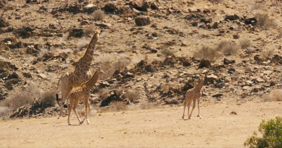 Three giraffes two young ones and an adult cross a dirt path near a rocky hill