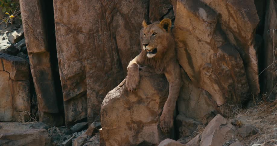 A desert-adapted lion rests on a rock below a mountain