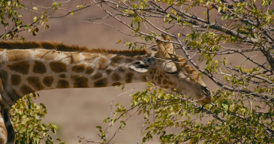 A giraffe is feeding on leaves from a tree the image showcases the natural behavior of the giraffe as it stretches its long neck to reach and consume foliage