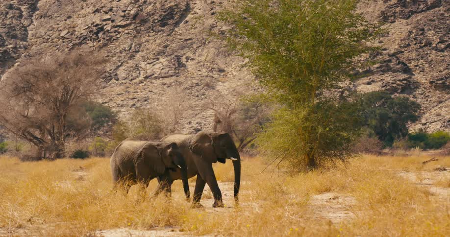 The sun shines brightly upon a pair of desert-adapted elephants walking through tall dry grass near a rocky mountainside