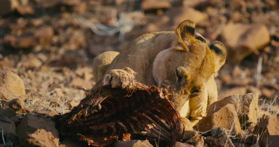 A female desert-adapted lion eats meat from a dead animal carcass