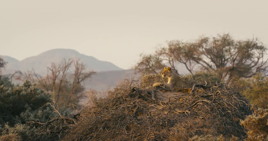 A desert-adapted lion sits calmly amidst the brush and is almost unnoticeable