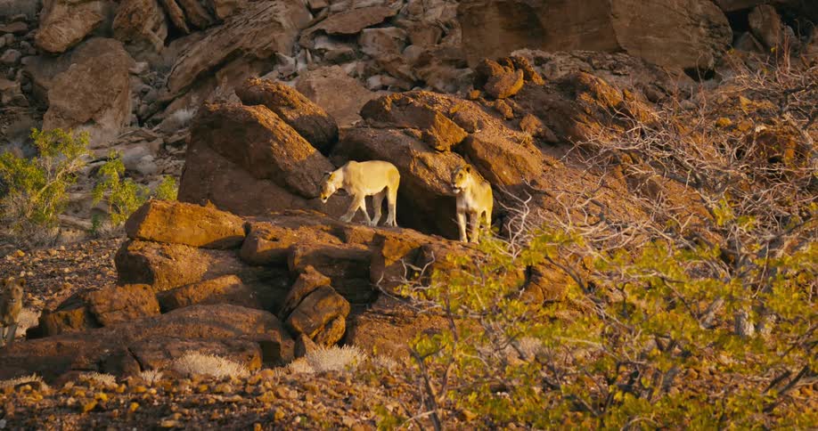 Desert-adapted lions standing on a rock ledge as another lion stands up and walks toward the ledge looking over it