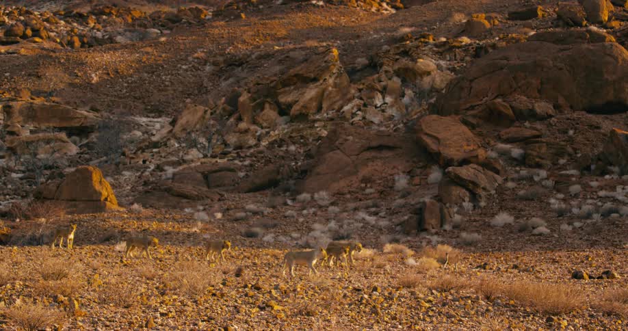 A small pride of desert-adapted lions walking through a safari land with rocky ground
