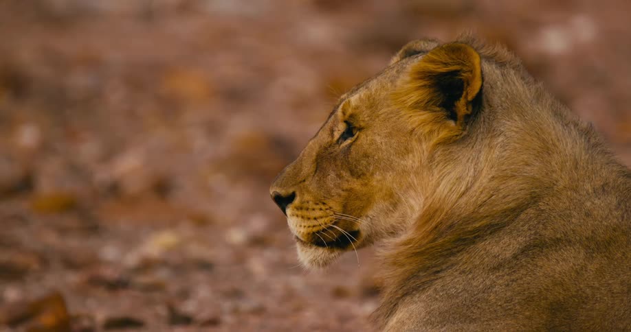 A desert-adapted lion sits outside while observing its surroundings on a windy day