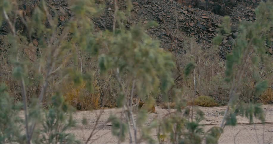 A desert-adapted lion laying down in dirt and gravel near plants and brambles at the base of a rocky mountain