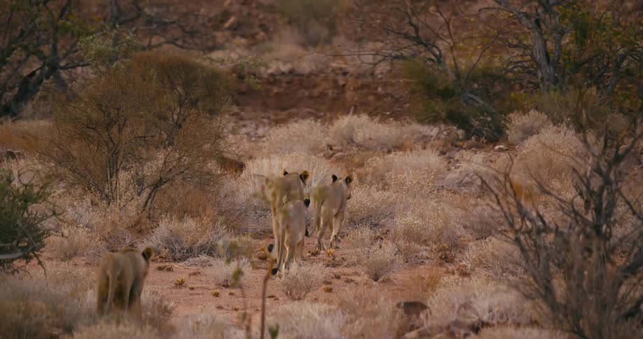 A small pride of desert-adapted lions are walking among dry grass and plants between the trees
