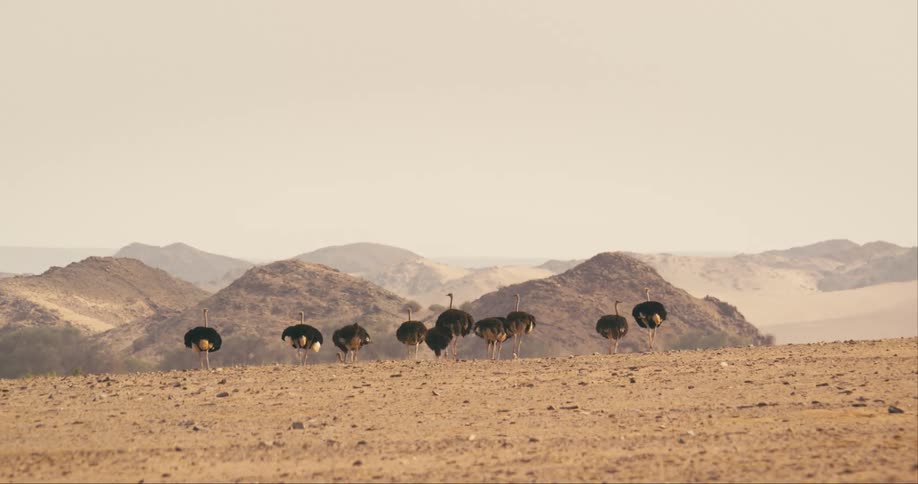 A flock of birds are walking on land together