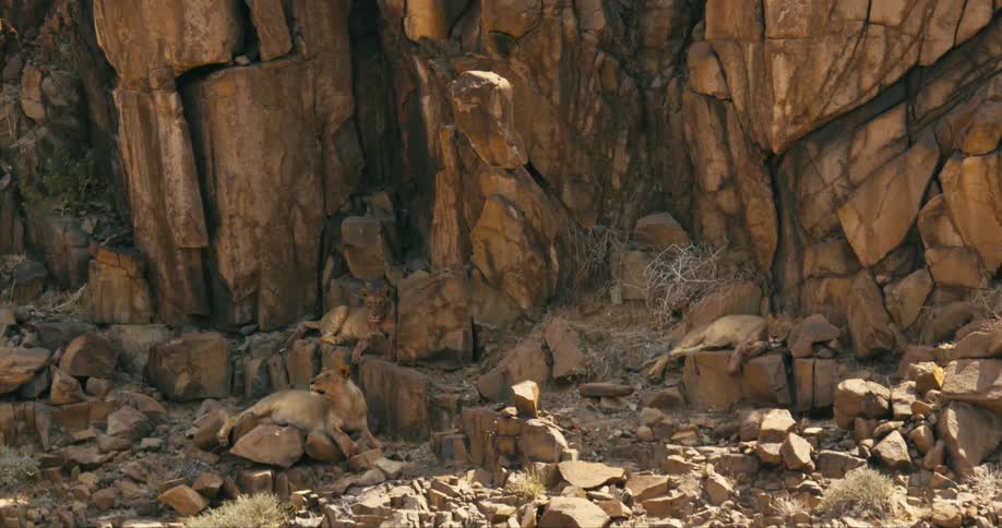 A group of desert-adapted lions relax in the shade of a tall and rocky cliff