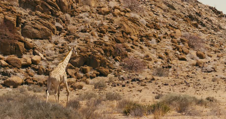 A giraffe walking slowly across savanna plains at the bottom of a rocky mountain