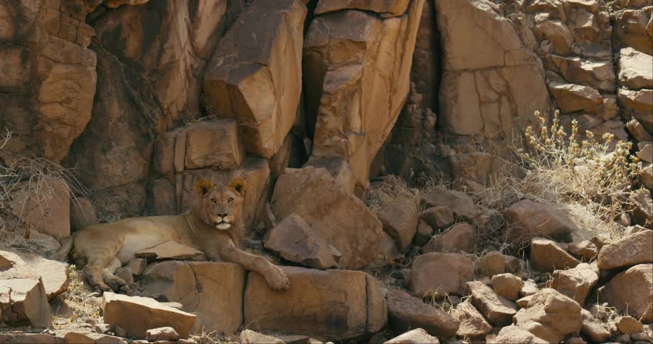 A desert-adapted lion is sitting on a rocky landscape during midday