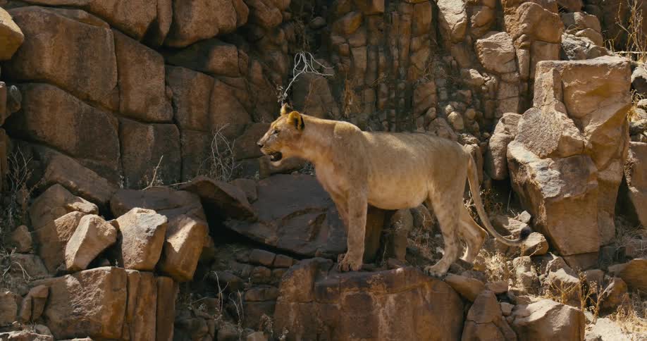 A desert-adapted lion hides from the sun in the shadow of a boulder