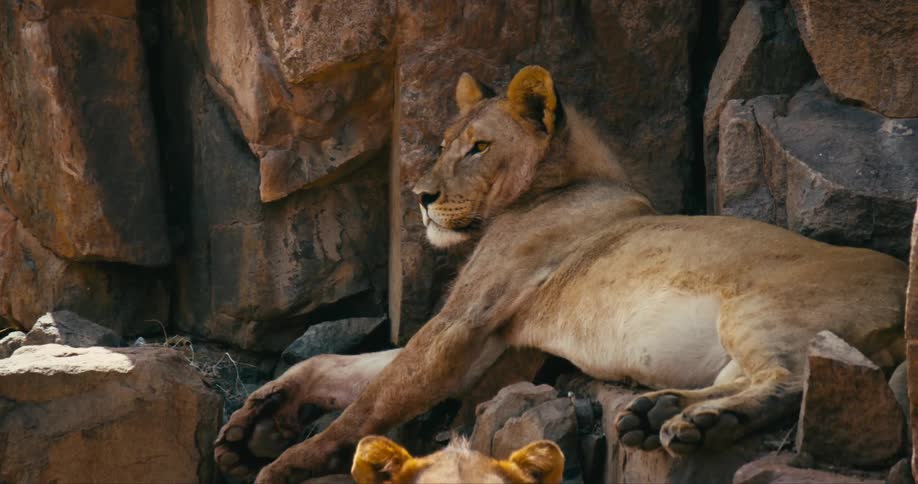A lone desert-adapted lion relaxes on some rocks in the shade beneath a cliff